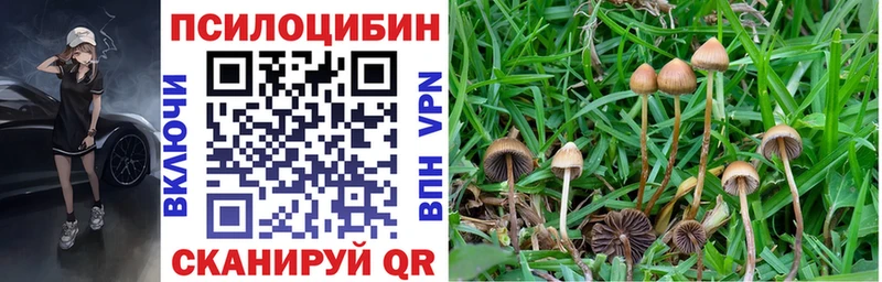 купить   Бузулук  Псилоцибиновые грибы GOLDEN TEACHER 